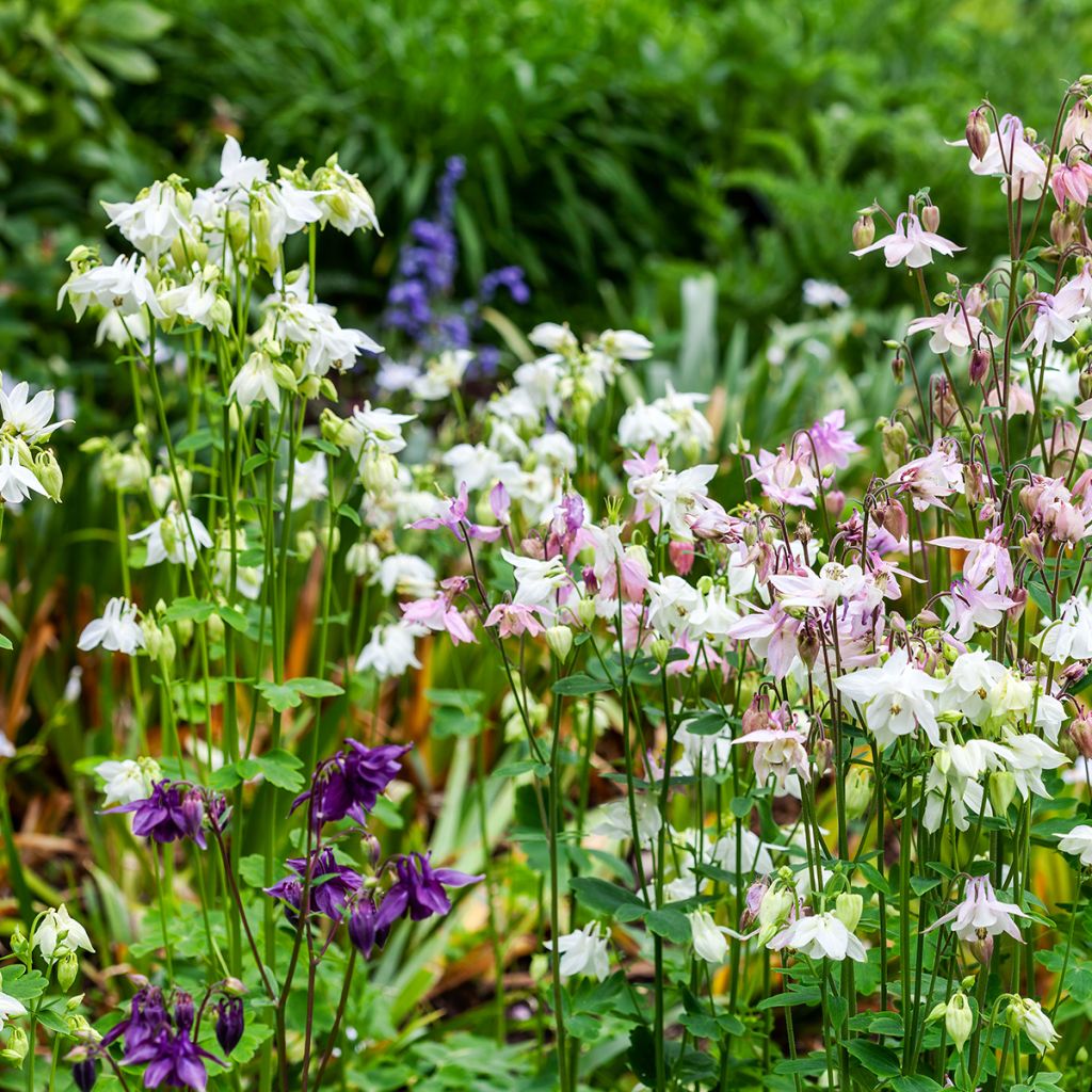 Ancolie - Aquilegia vulgaris Munstead White