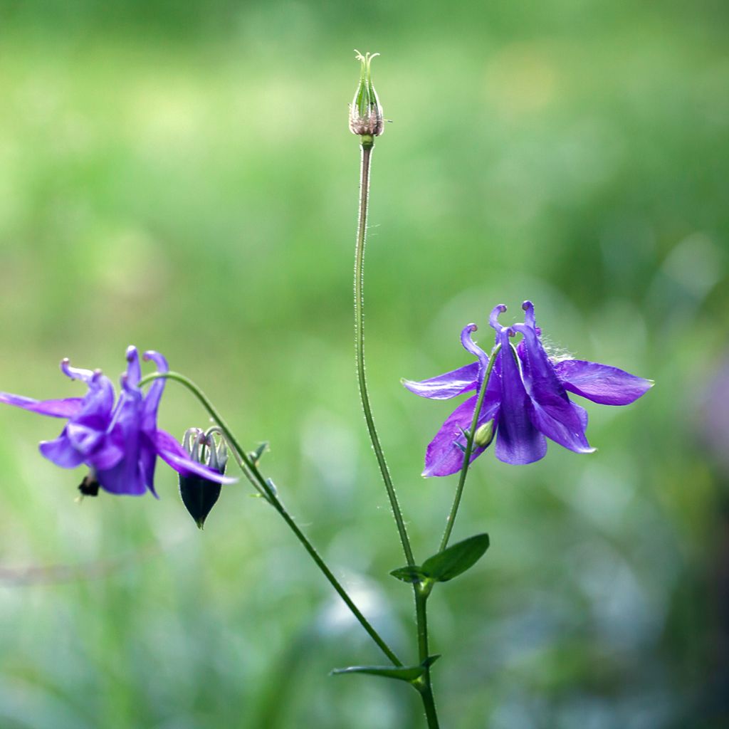 Ancolie - Aquilegia vulgaris