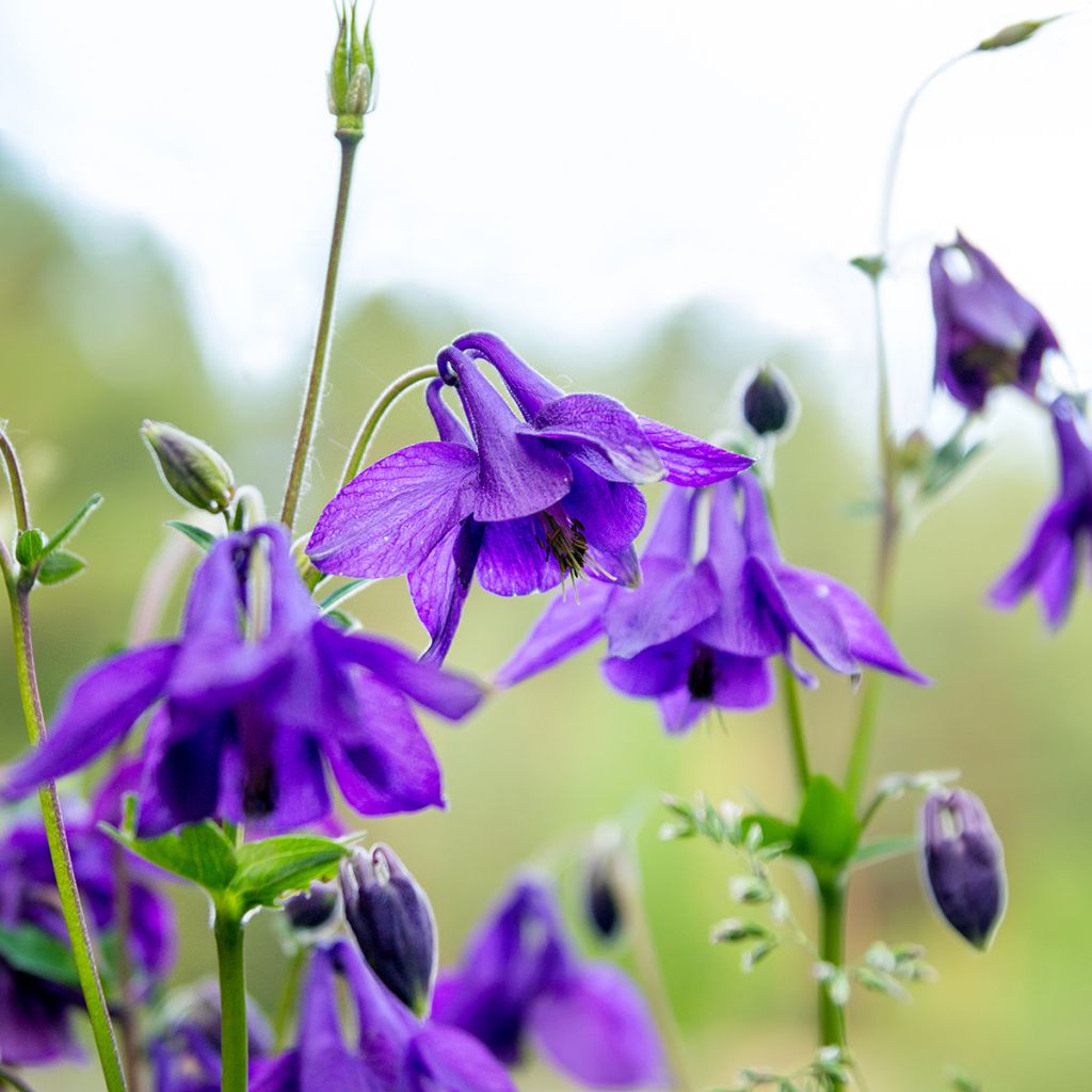 Ancolie - Aquilegia vulgaris