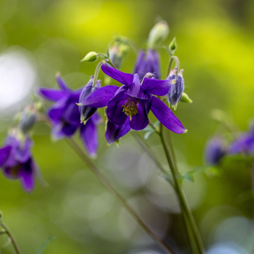 Ancolie - Aquilegia vulgaris