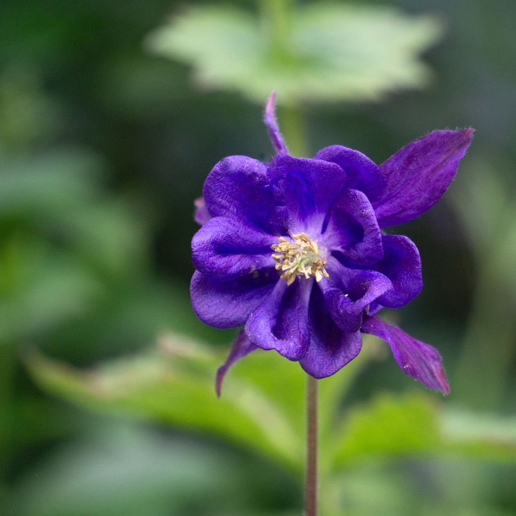 Ancolie - Aquilegia vulgaris