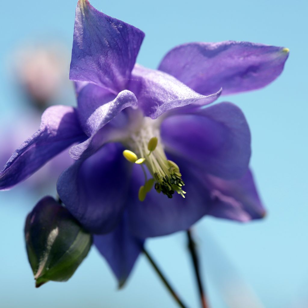 Ancolie - Aquilegia vulgaris