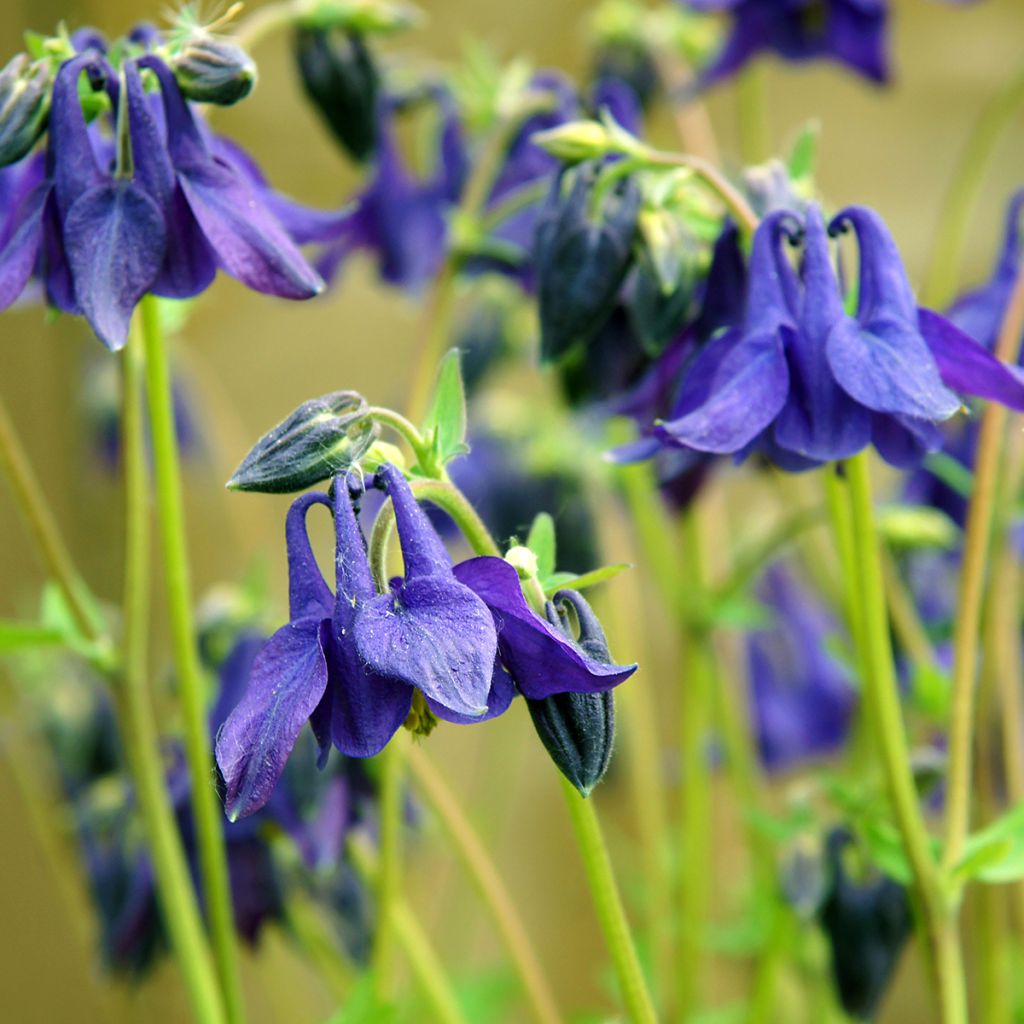 Ancolie - Aquilegia vulgaris