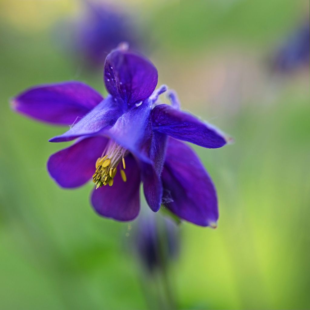 Ancolie - Aquilegia vulgaris