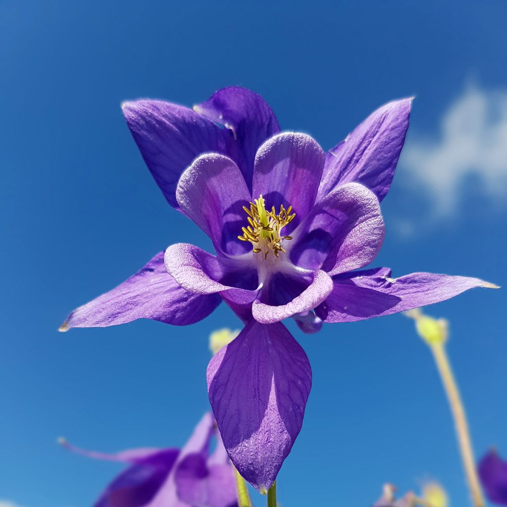 Ancolie - Aquilegia vulgaris