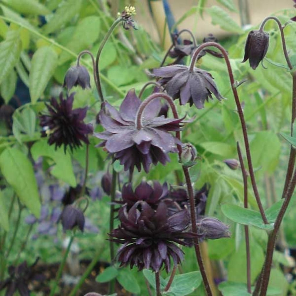 Ancolie hybride Black Barlow - Aquilegia Black Barlow