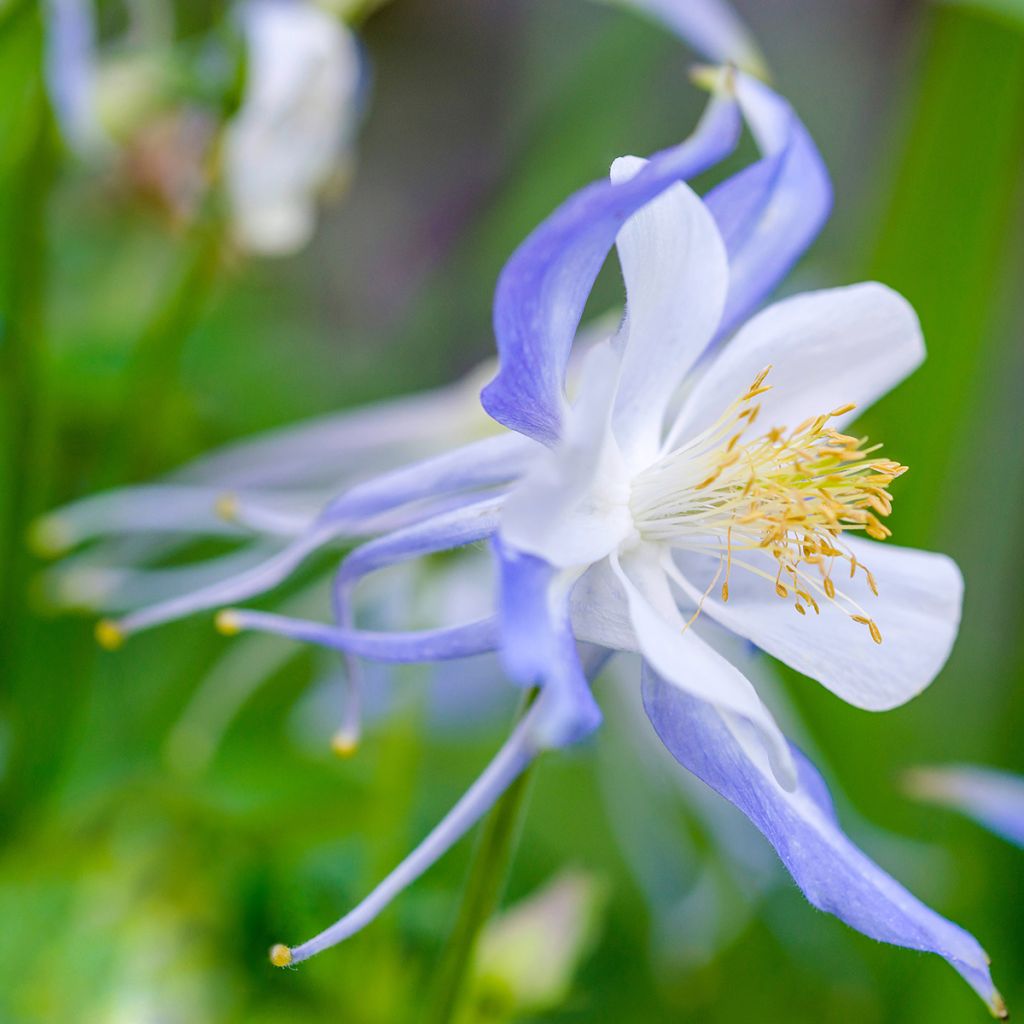 Ancolie Blue Star - Aquilegia (x) hybrida