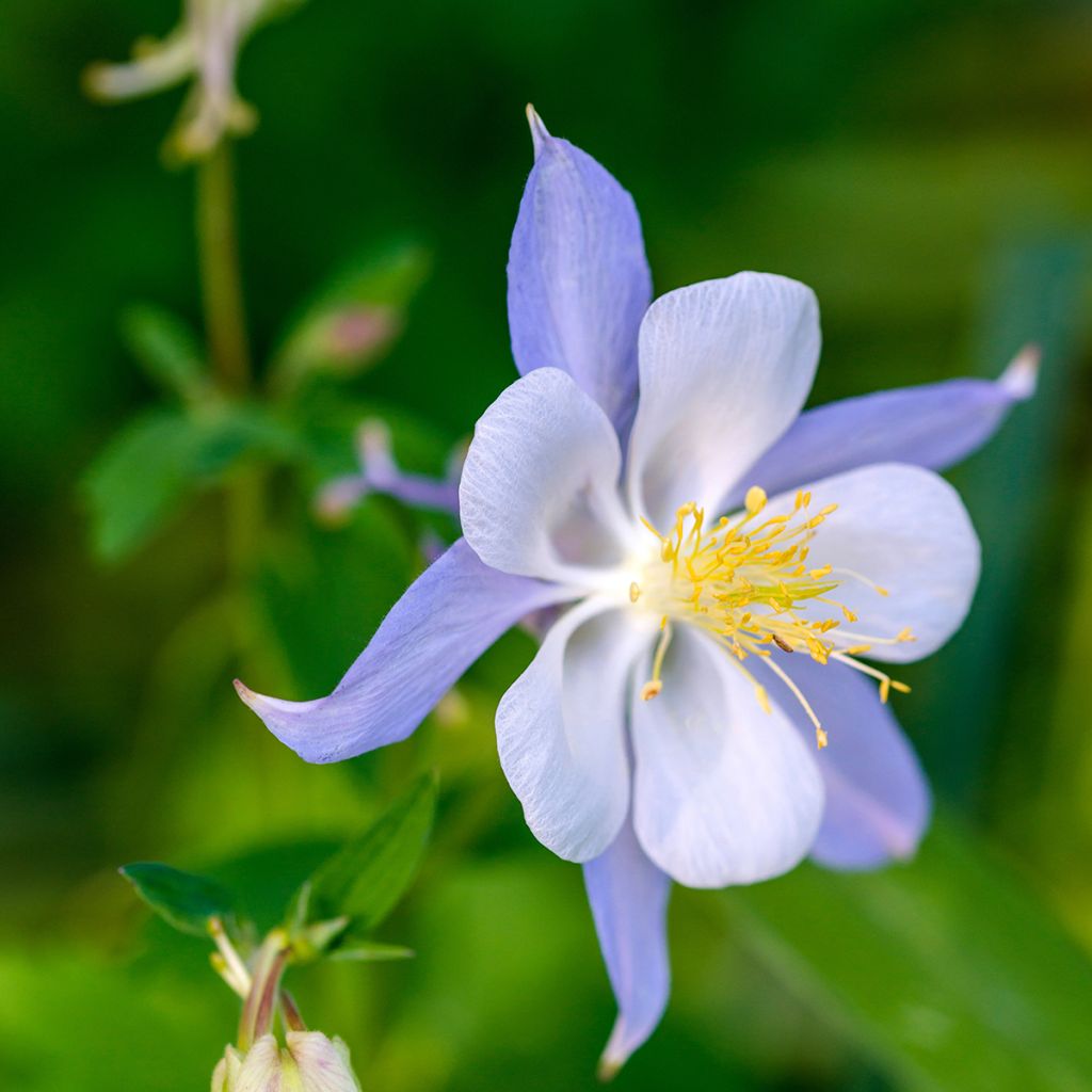 Ancolie Blue Star - Aquilegia (x) hybrida