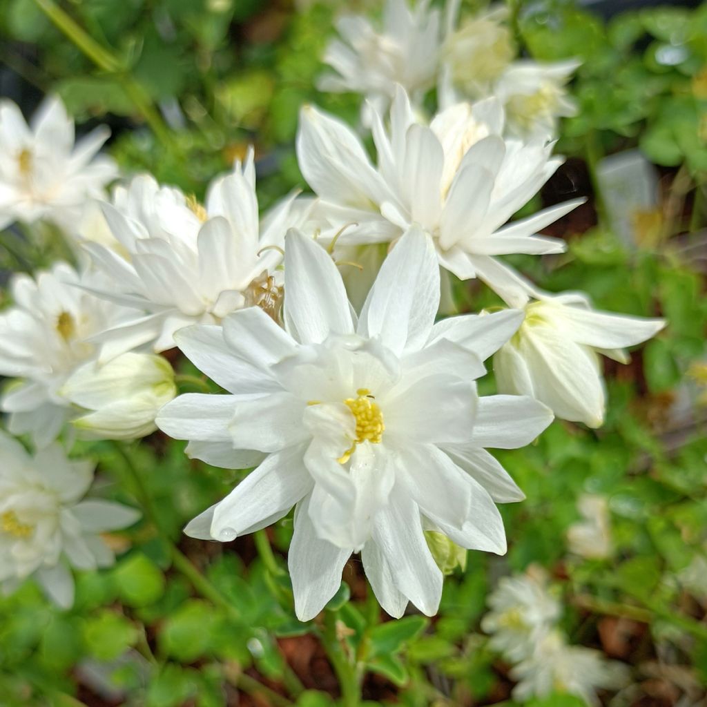 Ancolie Clementine White - Aquilegia vulgaris
