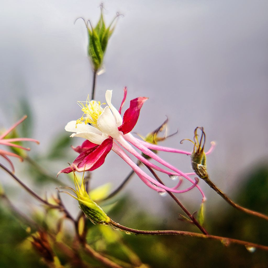 Ancolie Crimson Star (rouge et blanche) - Aquilegia vulgaris