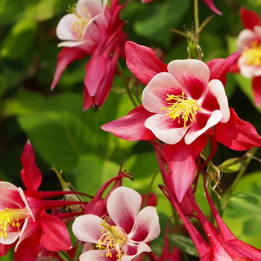 Ancolie Crimson Star (rouge et blanche) - Aquilegia vulgaris