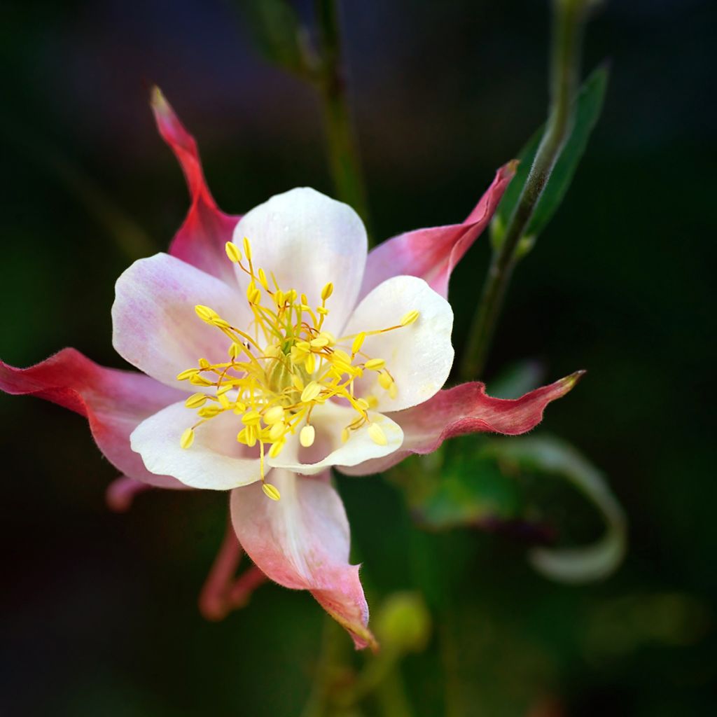 Ancolie Crimson Star (rouge et blanche) - Aquilegia vulgaris