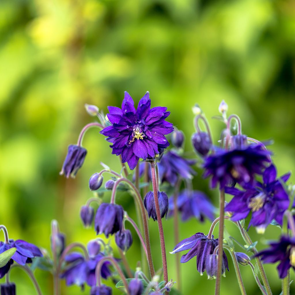 Ancolie Hybride Blue Barlow, Aquilegia Blue Barlow