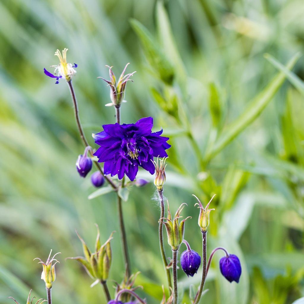 Ancolie Hybride Blue Barlow, Aquilegia Blue Barlow