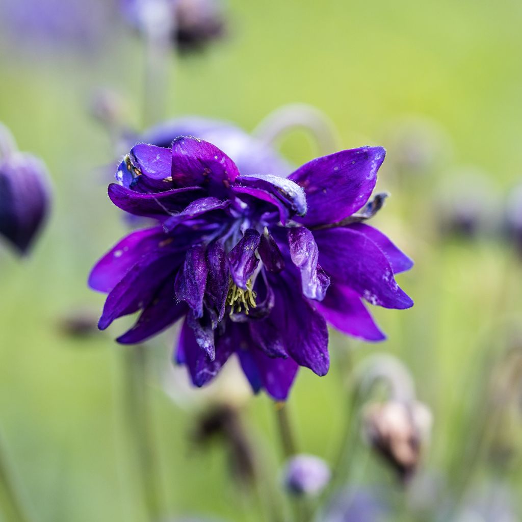 Ancolie Hybride Blue Barlow, Aquilegia Blue Barlow