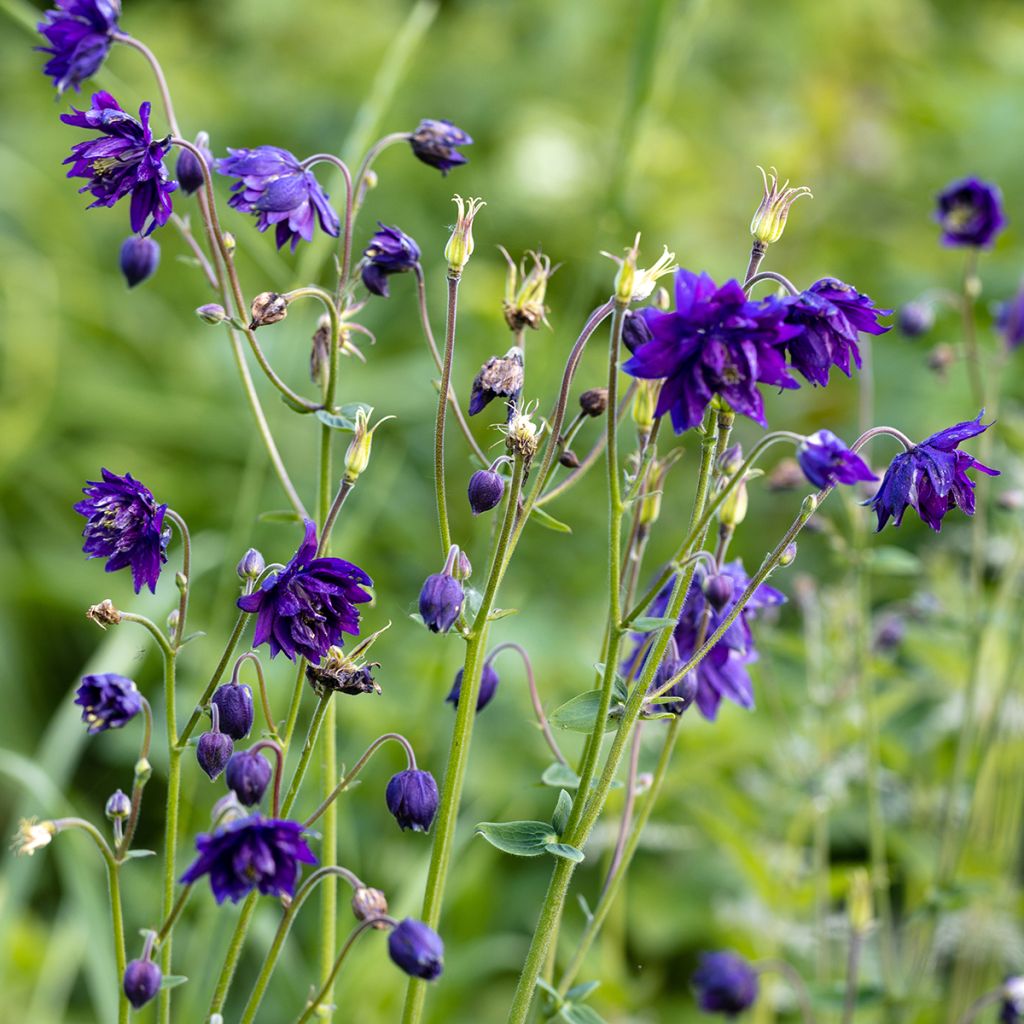 Ancolie Hybride Blue Barlow, Aquilegia Blue Barlow