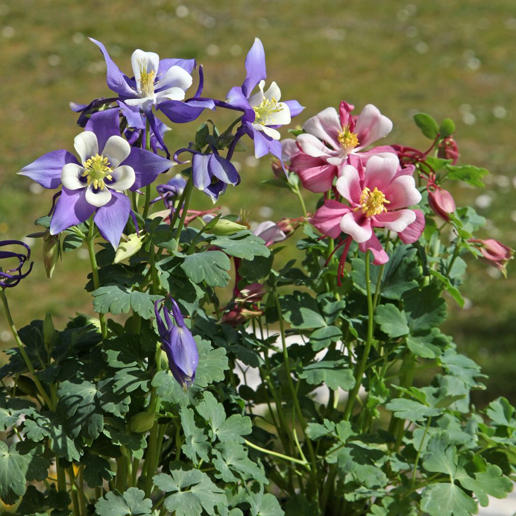 Ancolie Mrs M. Nicholls - Aquilegia (x) hybrida