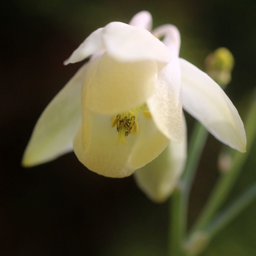 Ancolie Nana alba - Aquilegia flabellata pumila alba