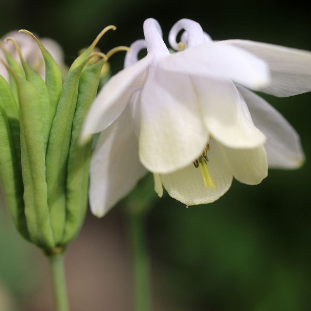 Ancolie Nana alba - Aquilegia flabellata pumila alba