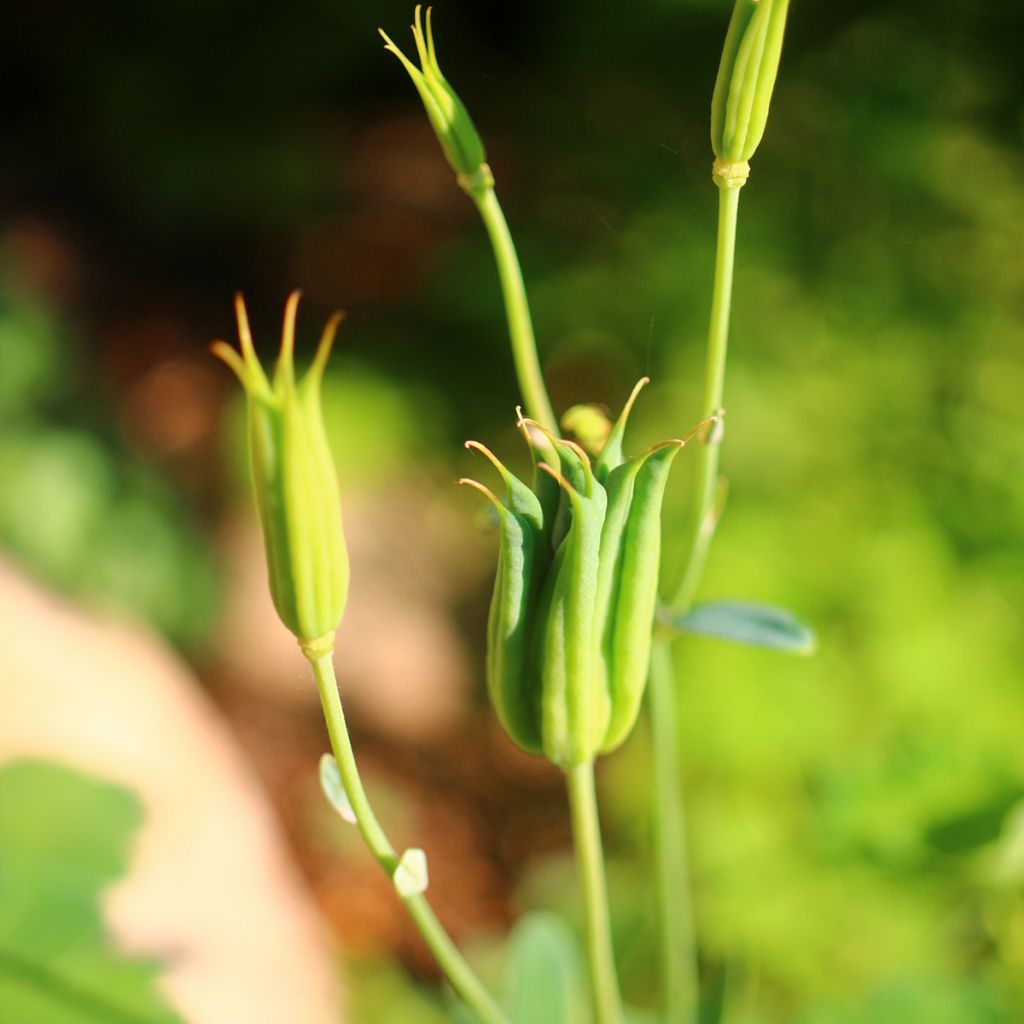 Ancolie Nana alba - Aquilegia flabellata pumila alba