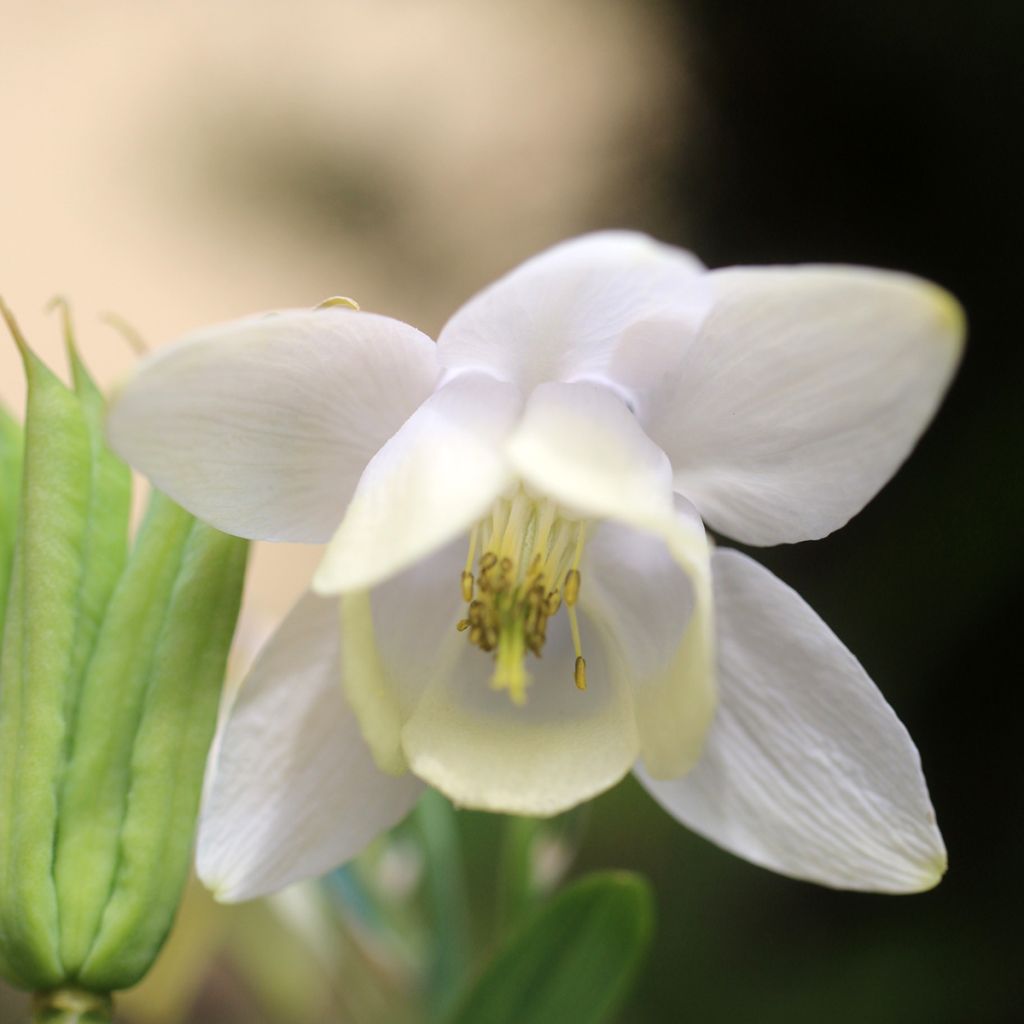 Ancolie Nana alba - Aquilegia flabellata pumila alba