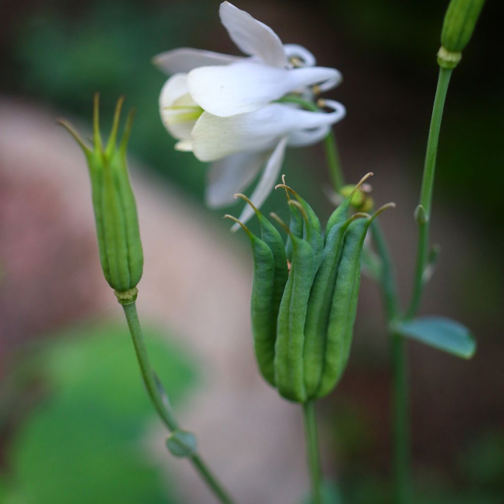 Ancolie Nana alba - Aquilegia flabellata pumila alba