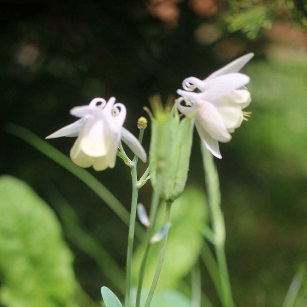 Ancolie Nana alba - Aquilegia flabellata pumila alba