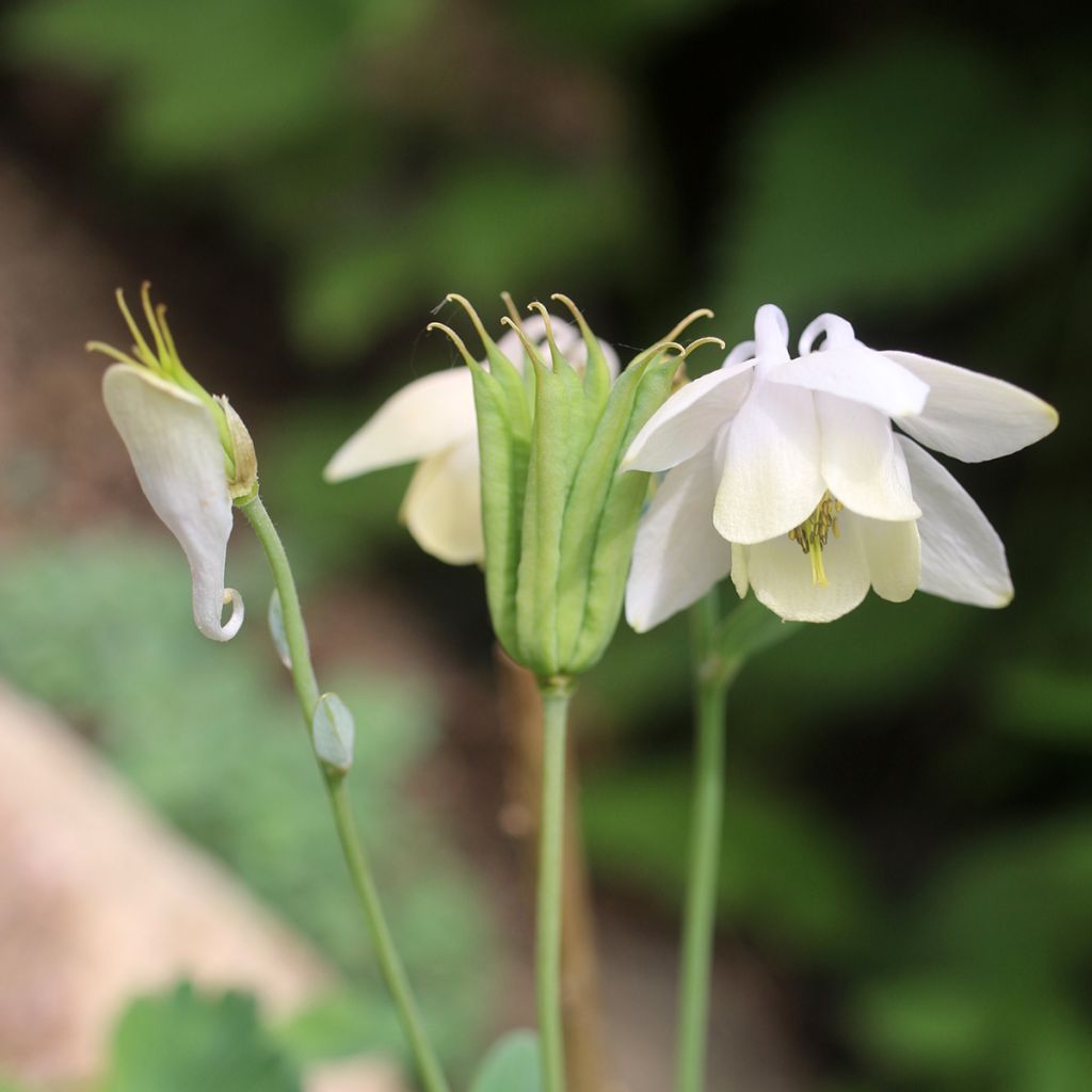 Ancolie Nana alba - Aquilegia flabellata pumila alba