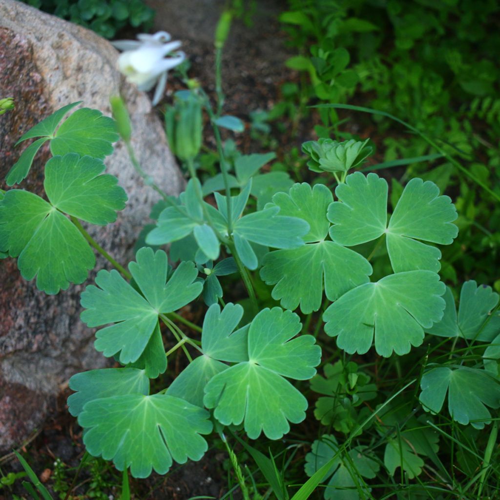 Ancolie Nana alba - Aquilegia flabellata pumila alba