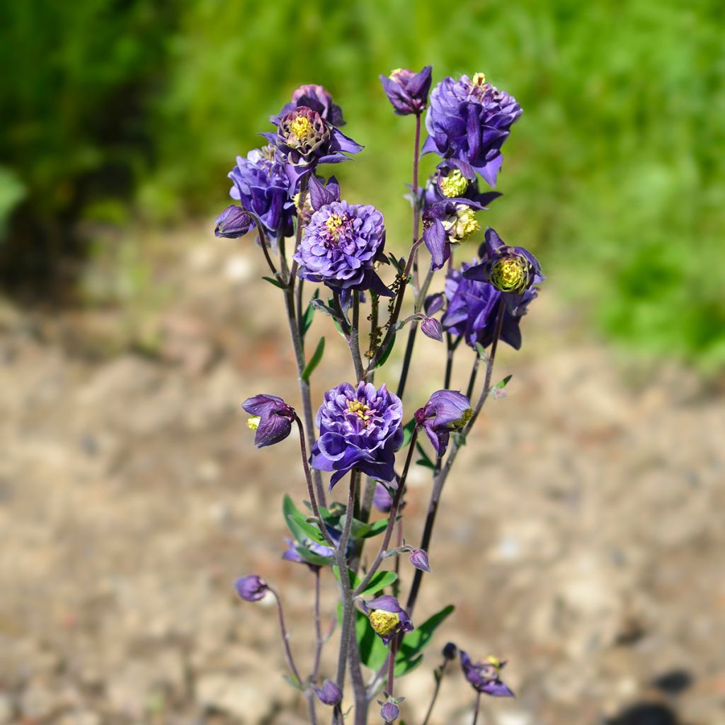 Ancolie Winky Double Dark Blue White - Aquilegia vulgaris