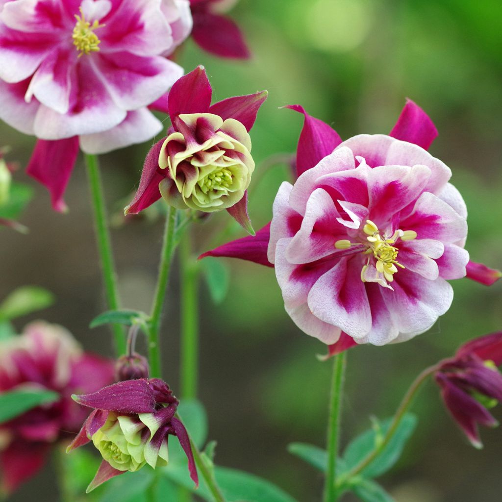 Ancolie Winky Double Red White - Aquilegia vulgaris.