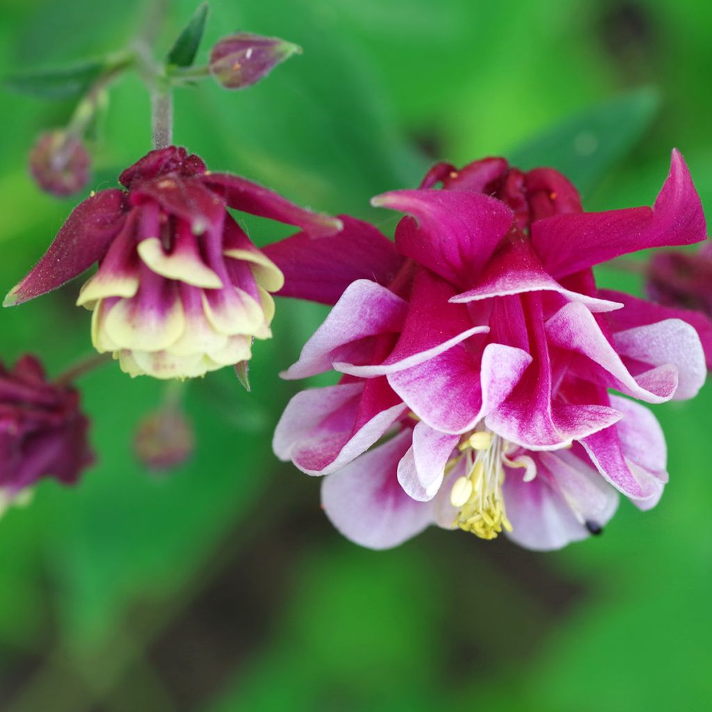 Ancolie Winky Double Red White - Aquilegia vulgaris.