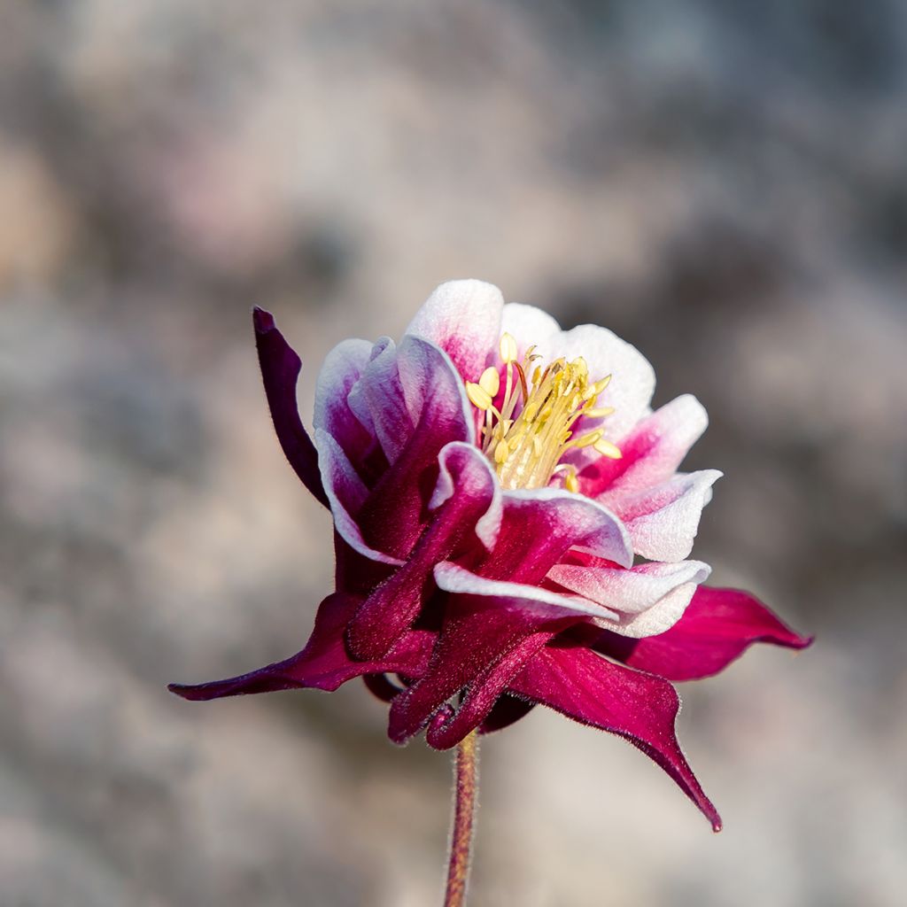 Ancolie Winky Double Red White - Aquilegia vulgaris.