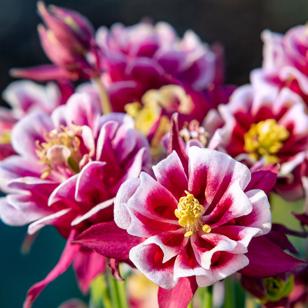 Ancolie Winky Double Red White - Aquilegia vulgaris.