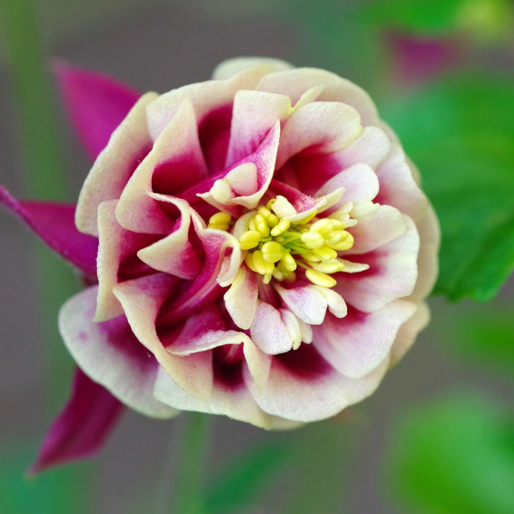 Ancolie Winky Double Red White - Aquilegia vulgaris.