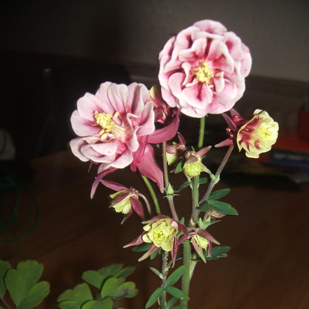 Ancolie Winky Red White - Aquilegia vulgaris.