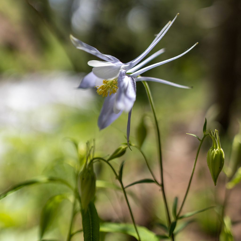 Ancolie blanche, Aquilegia caerulea Snow queen