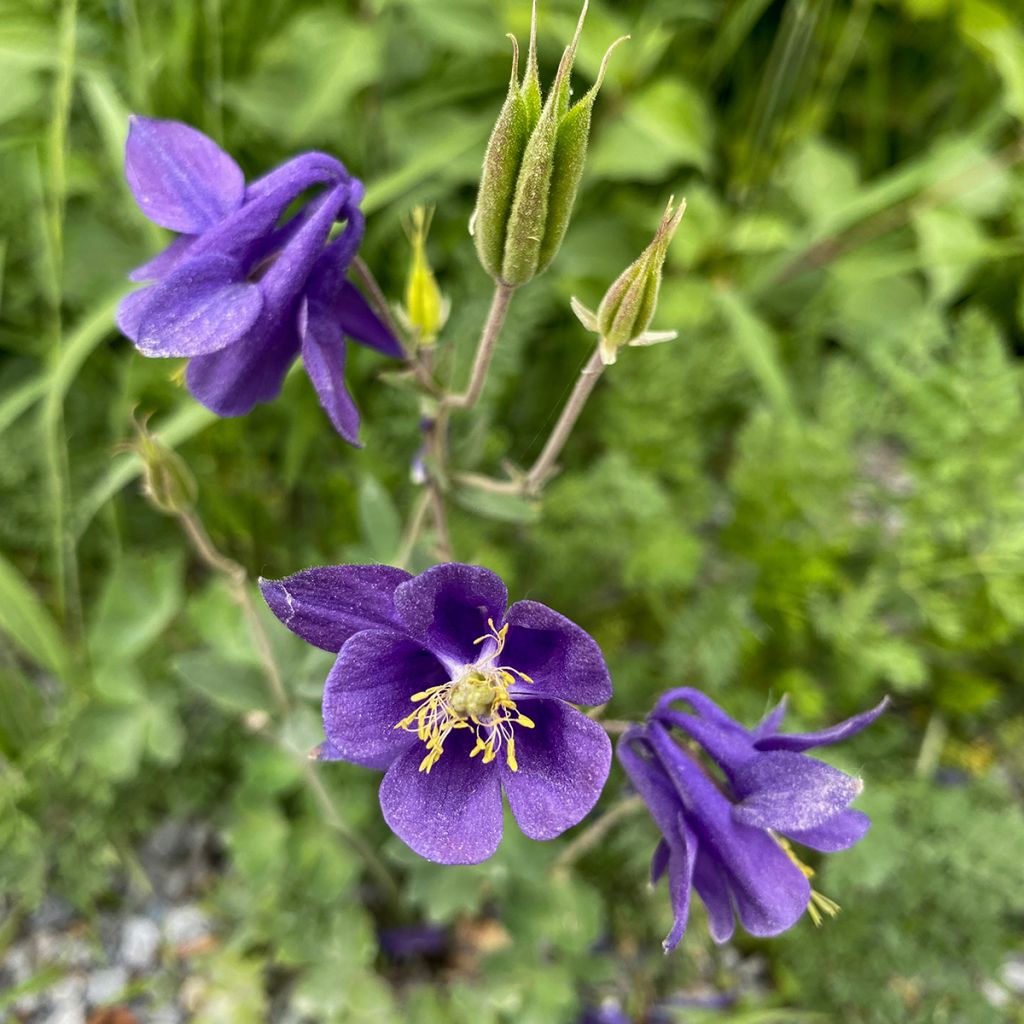 Ancolie des Alpes (bleu vif) - Aquilegia alpina