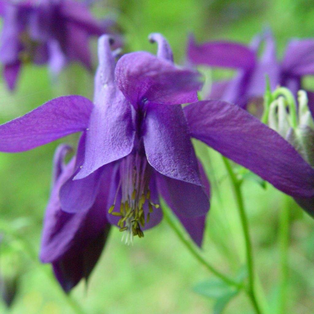 Ancolie des Alpes (bleu vif) - Aquilegia alpina