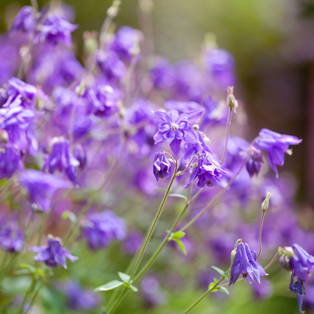 Ancolie des Alpes (bleu vif) - Aquilegia alpina