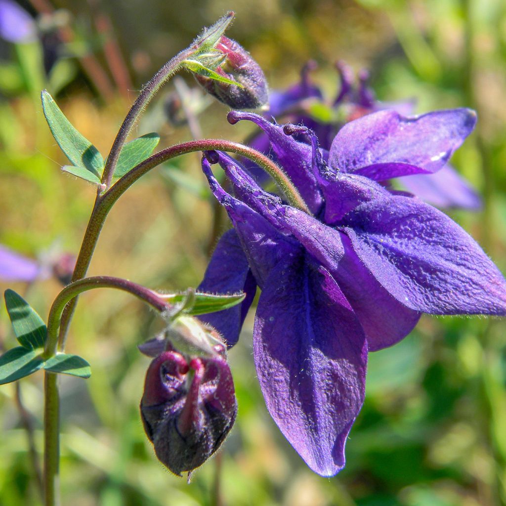 Ancolie des Alpes (bleu vif) - Aquilegia alpina