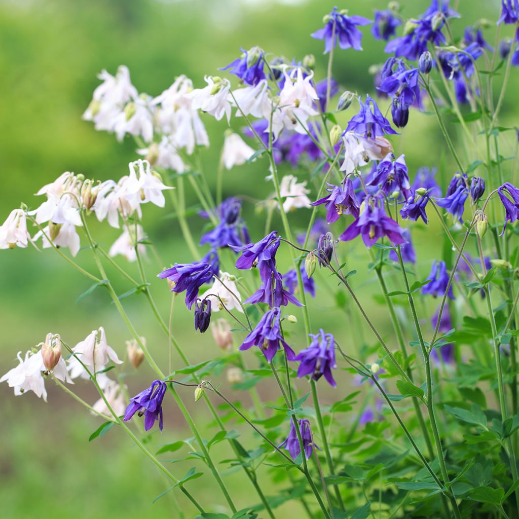 Ancolie des Alpes (bleu vif) - Aquilegia alpina