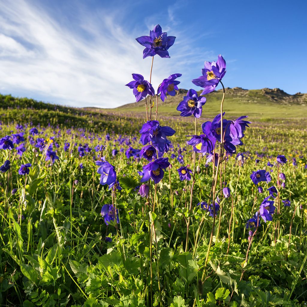 Ancolie des Alpes (bleu vif) - Aquilegia alpina