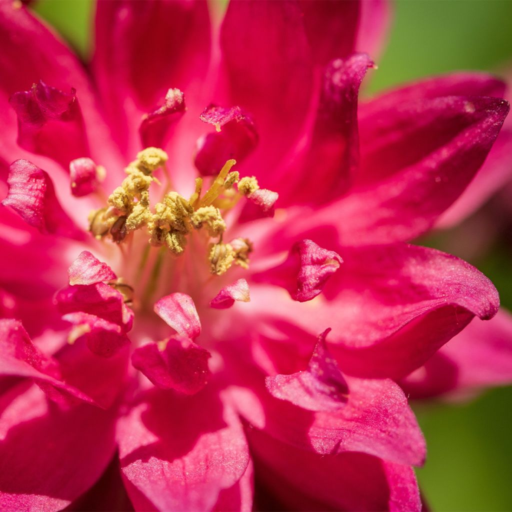 Ancolie double Clementine Red - Aquilegia vulgaris