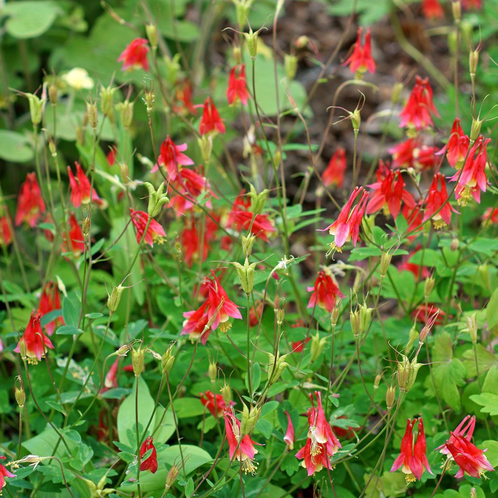 Ancolie du Canada, Aquilegia canadensis