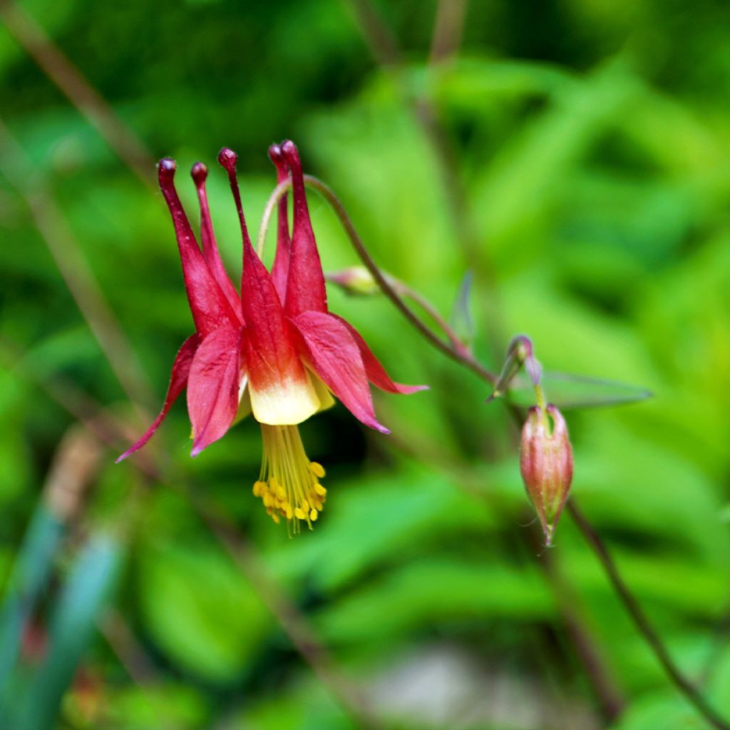 Ancolie du Canada, Aquilegia canadensis