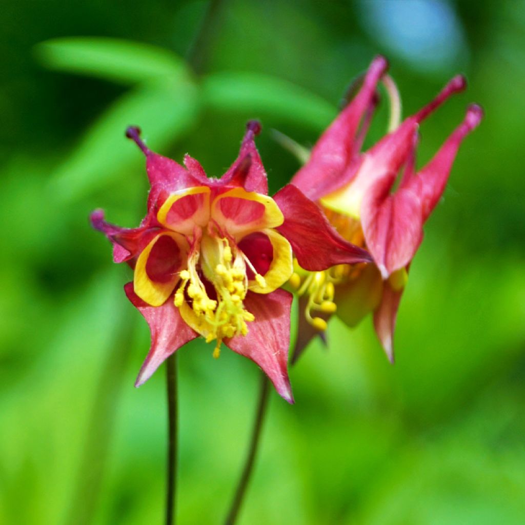 Ancolie du Canada, Aquilegia canadensis