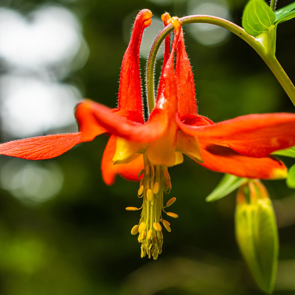 Ancolie du Canada, Aquilegia canadensis