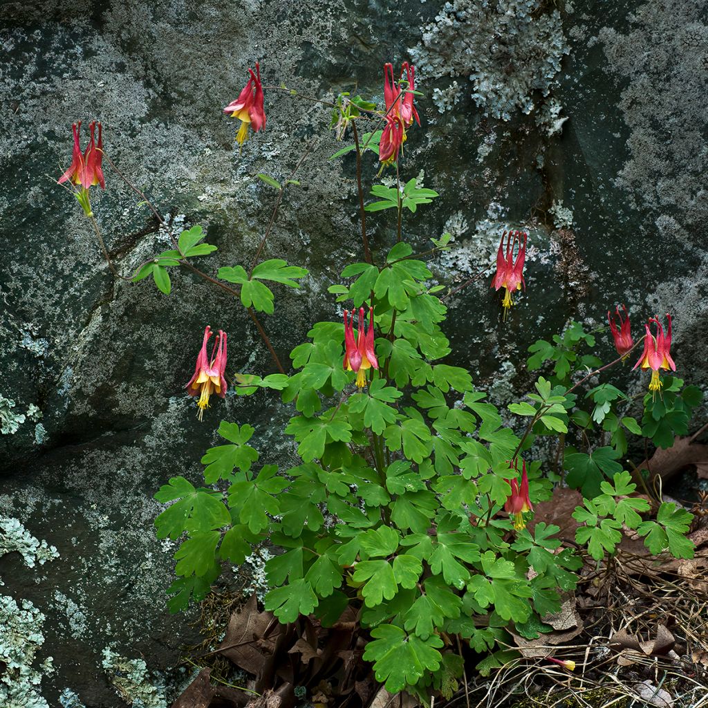 Ancolie du Canada, Aquilegia canadensis