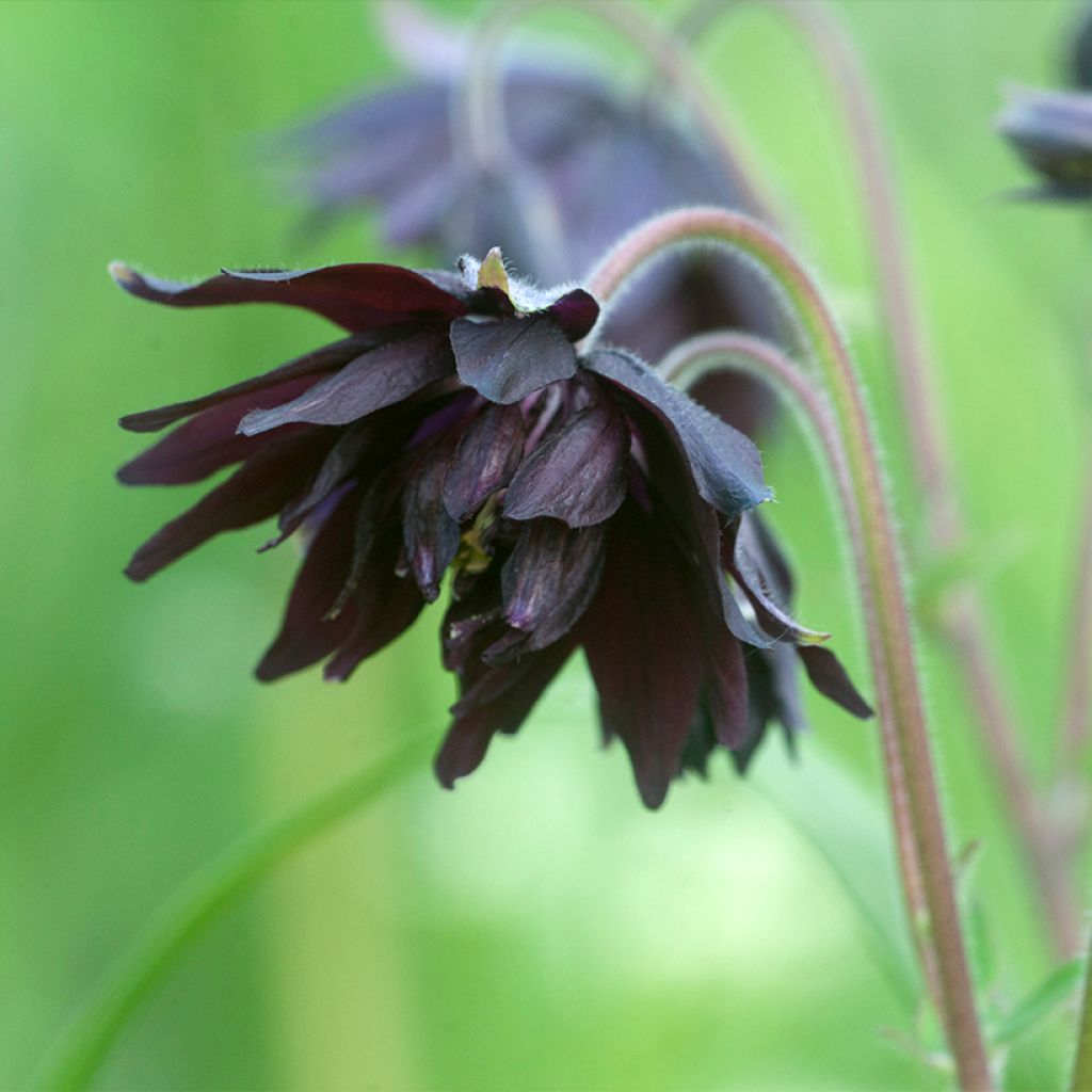 Ancolie hybride Black Barlow - Aquilegia Black Barlow